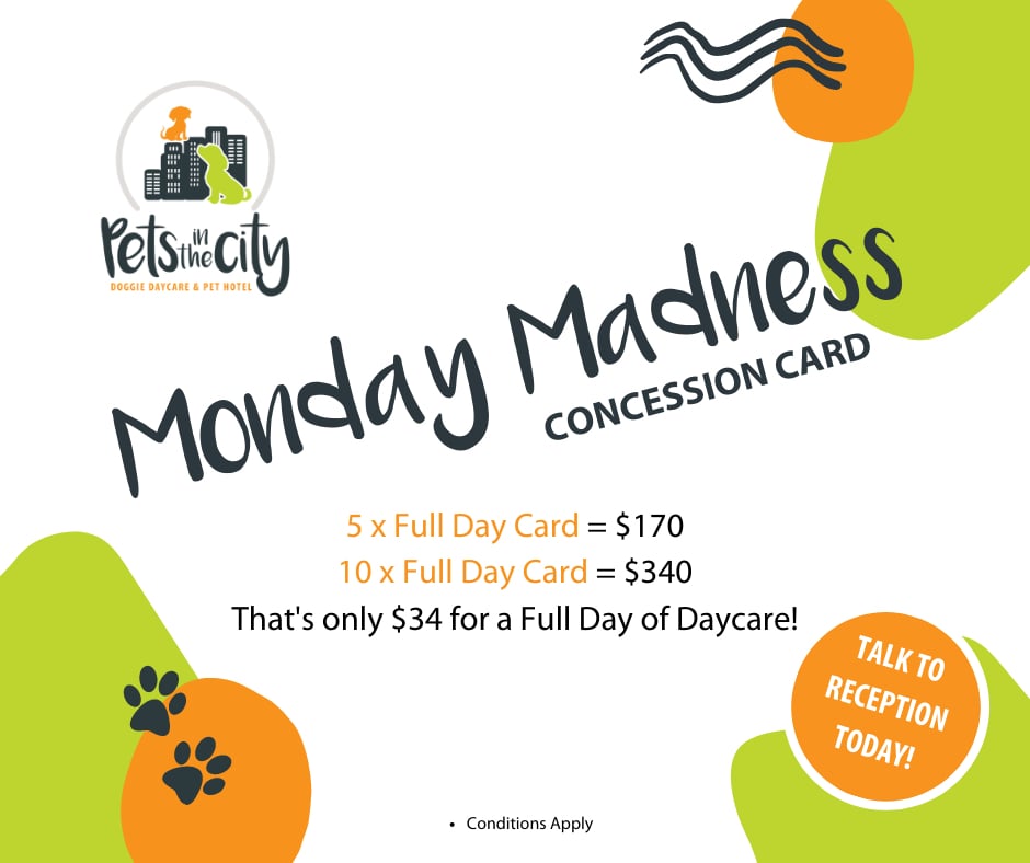 Dog Daycare in Auckland Pets in the City